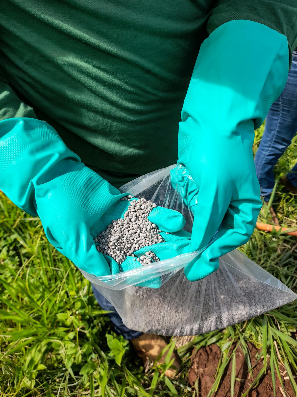 Granular fertiliser held in gloved hands — over-application of synthetic salts produces tip burn through osmotic reversal at the root zone