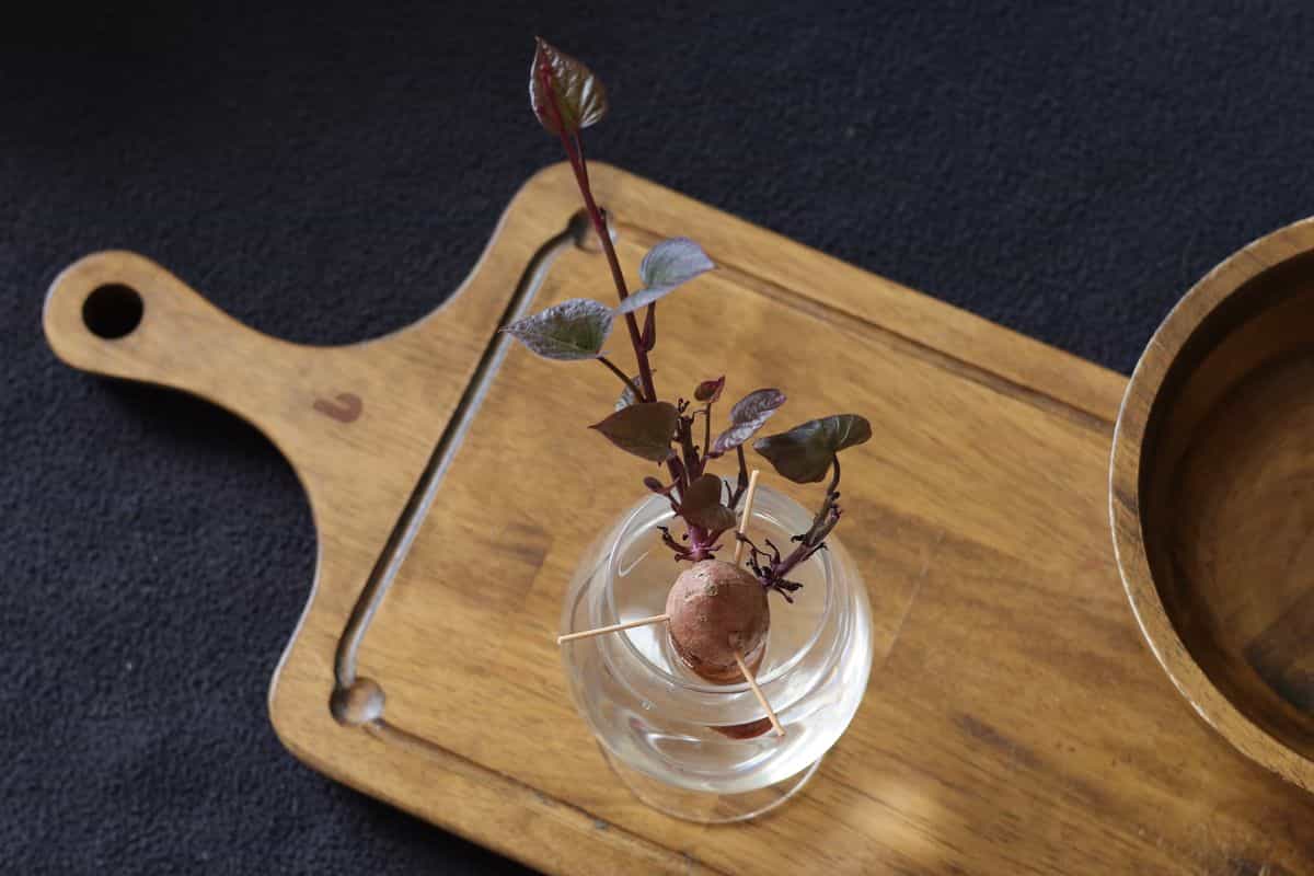 A single green plant leaf with its petiole laid on a surface ready to be planted as a leaf cutting for propagation