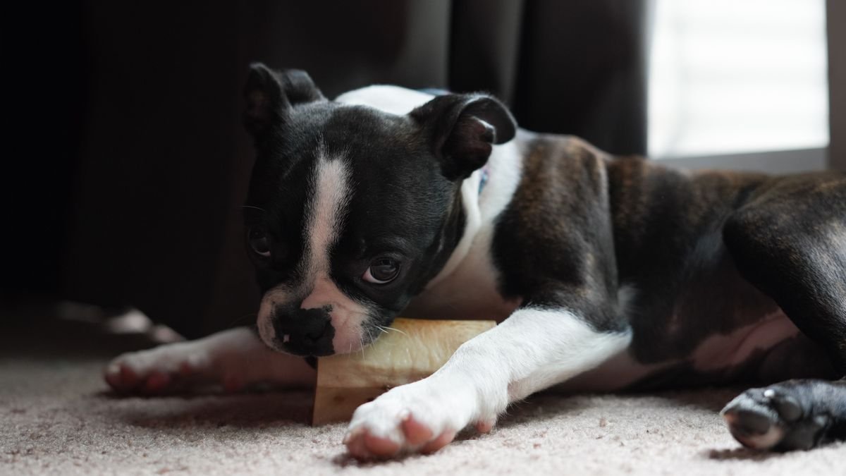 Puppy with a chew toy indoors — redirect plant chewing to appropriate toys instead of relying on non-toxic luck