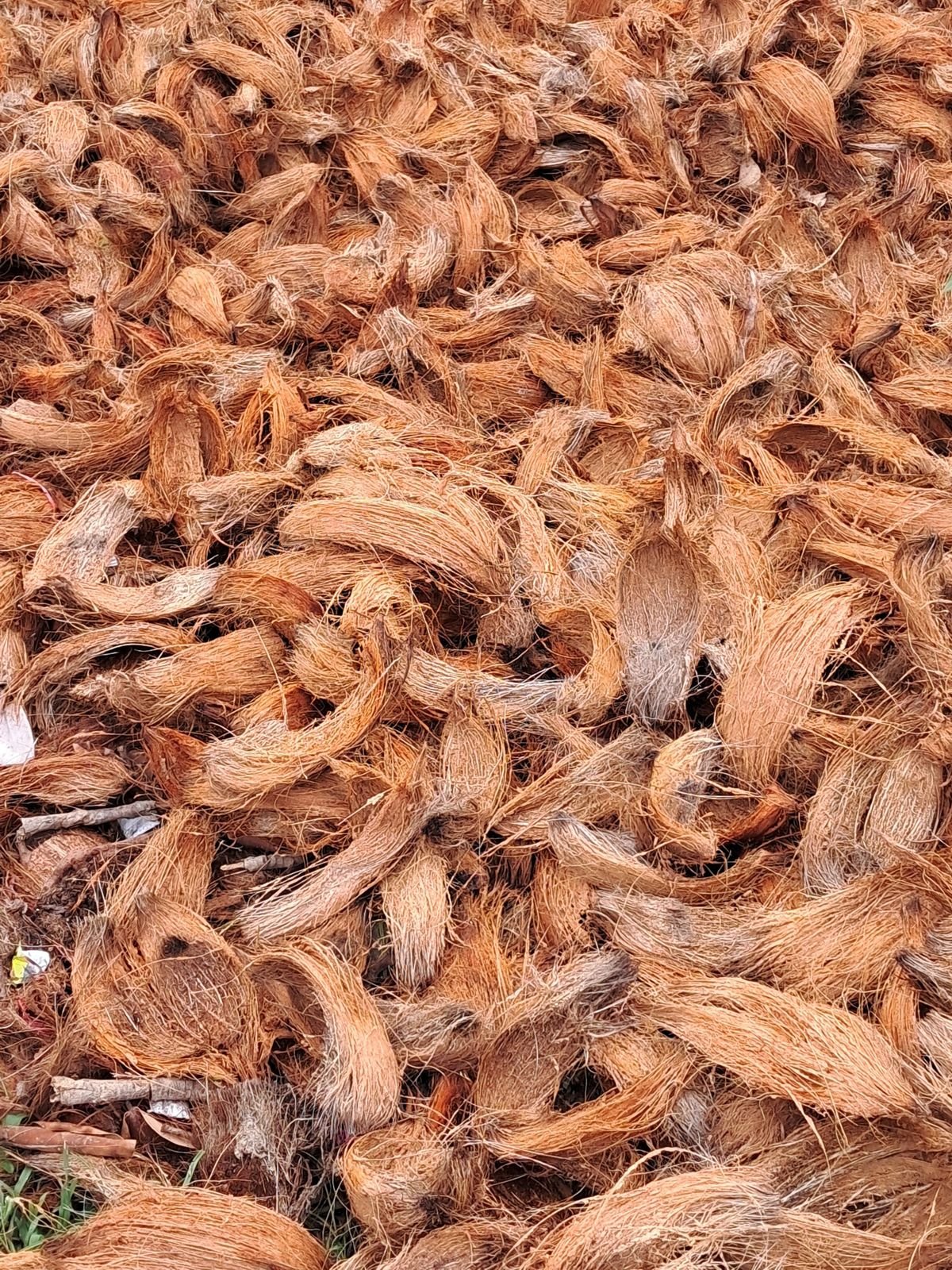 Propagating in Coco Coir: The sustainable soil alternative