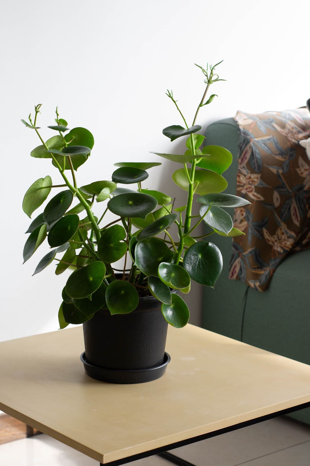 Healthy lush peperomia in an indoor pot showing seasonal growth under room light