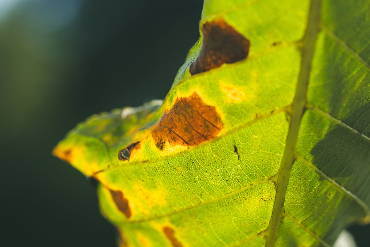Close-up macro image of a plant leaf showing brown spots and cellular decay — the diagnostic starting point for identifying Peperomia obtusifolia brown leaf causes