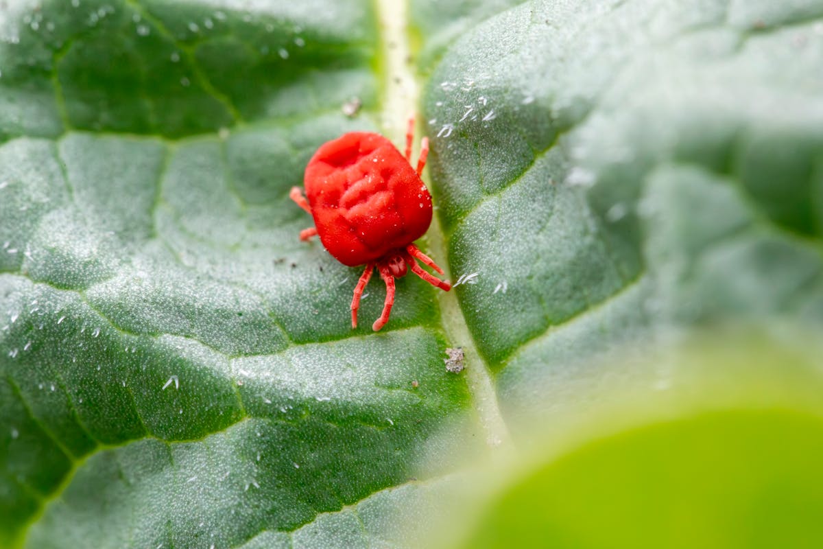 Close-up of a red spider mite (Tetranychus urticae) crawling on a green houseplant leaf