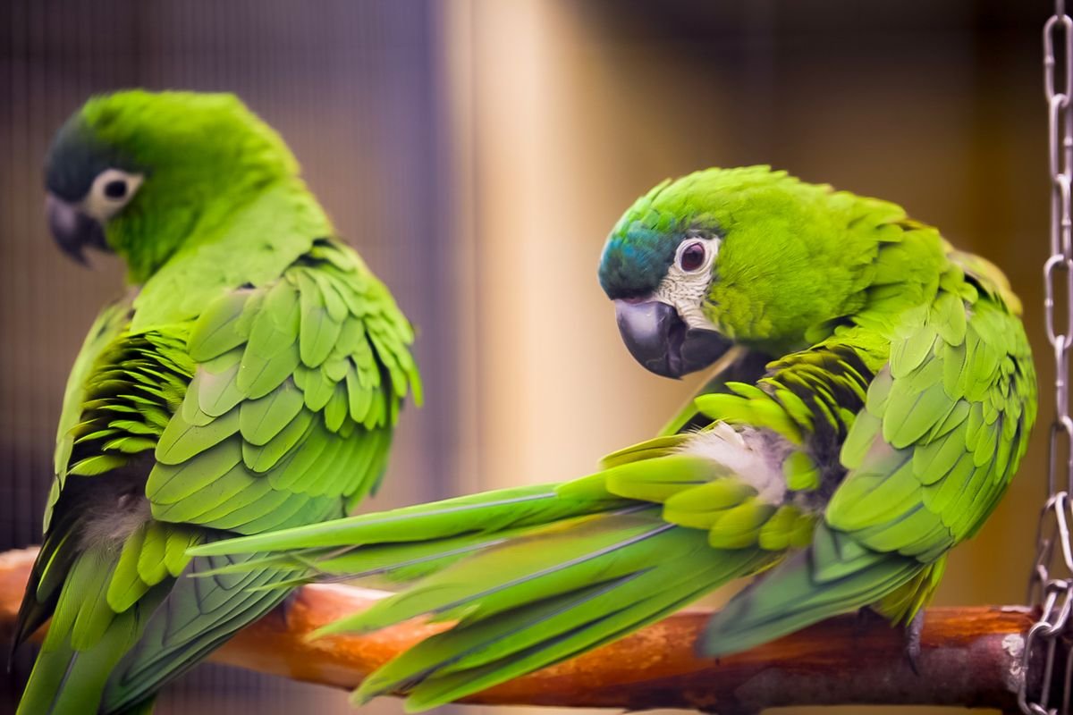 Pair of green parrots perched indoors — exploratory chewing needs bird-safe species and clean foliage