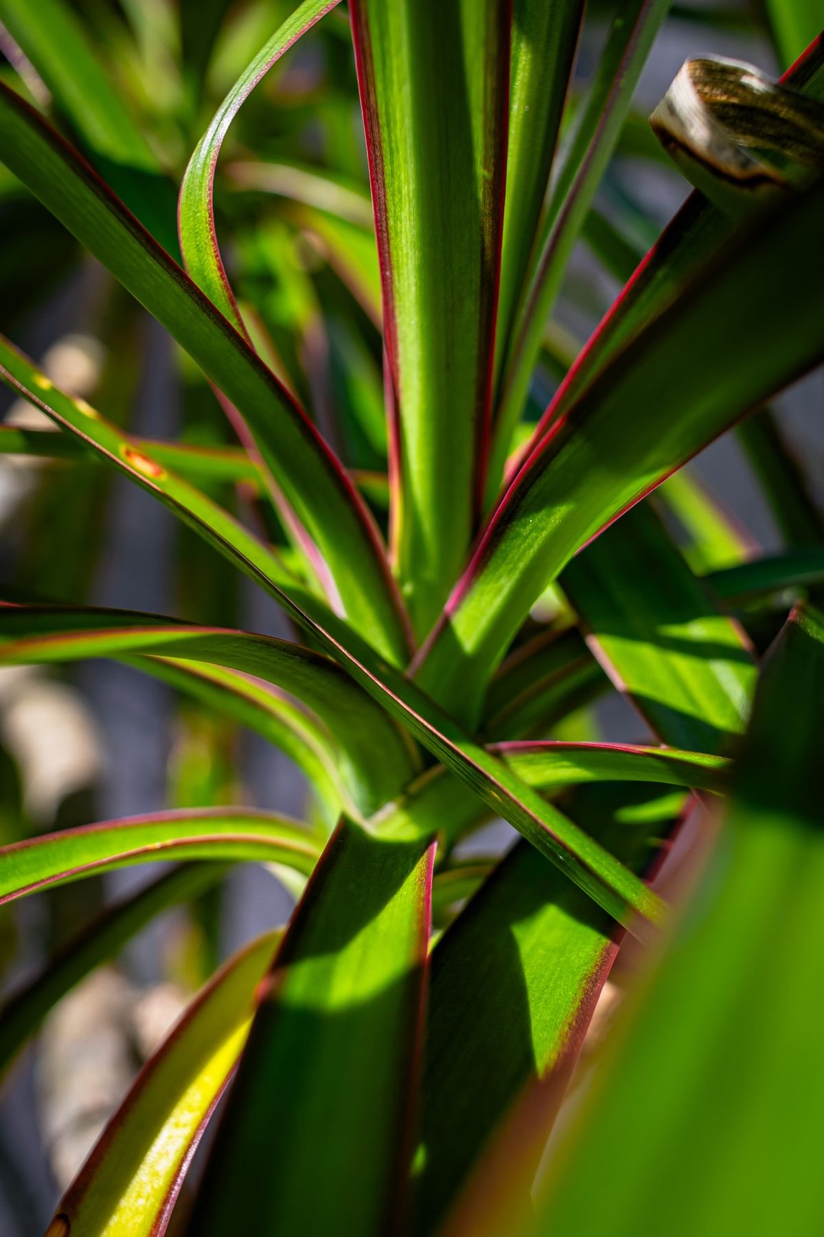Close-up view of a vibrant green tropical plant with red leaf edges