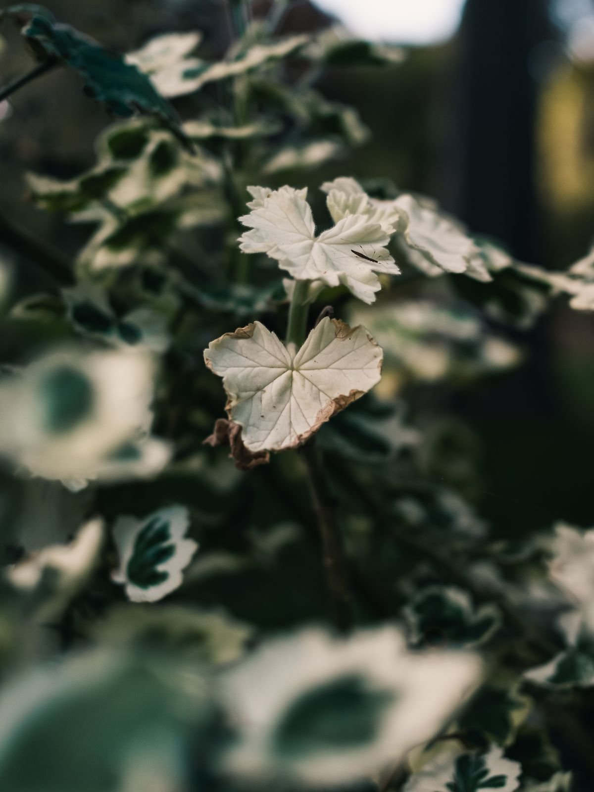 Detailed view of variegated green and white leaf patterning in natural light