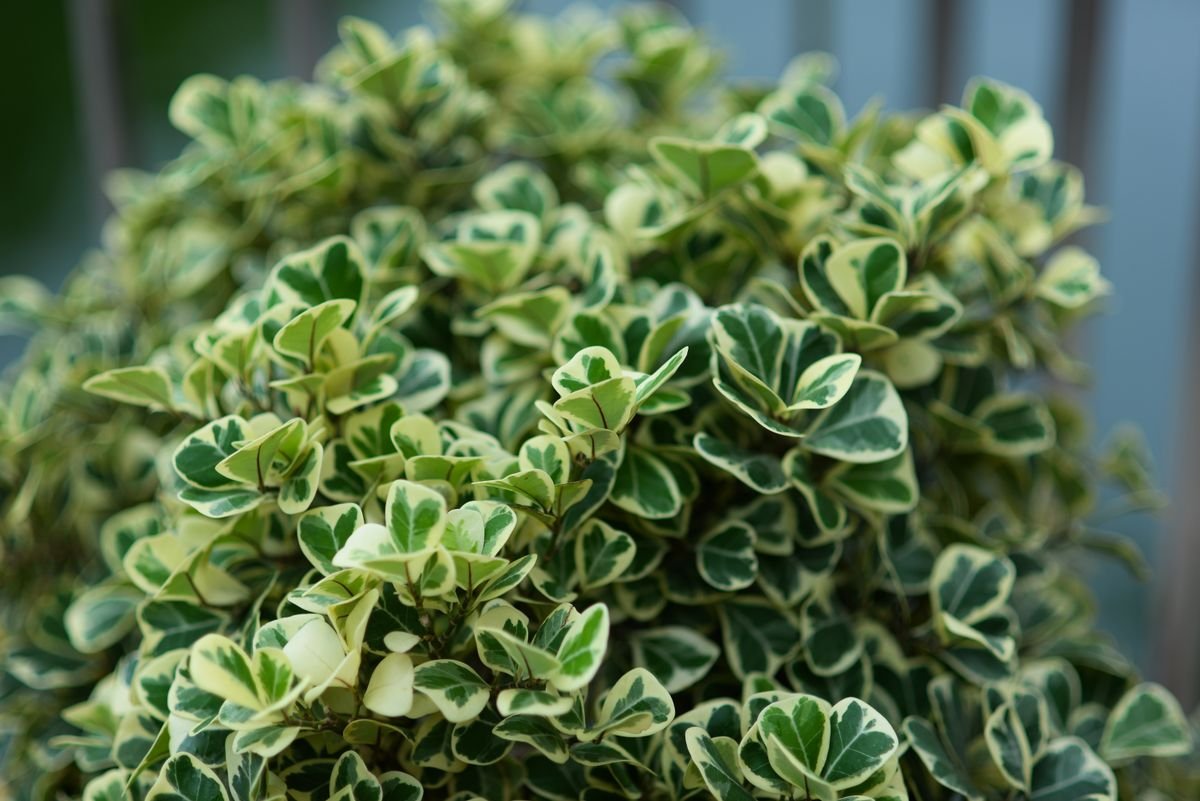Cream and green variegated houseplant leaf close-up illustrating peperomia alba patterning