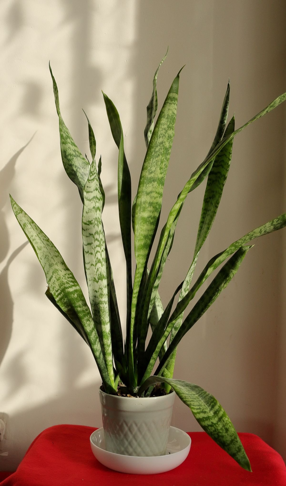 A snake plant (Sansevieria) with tall, rigid, sword-shaped leaves, illustrating the fibre-reinforced structure that distinguishes it from Peperomia obtusifolia