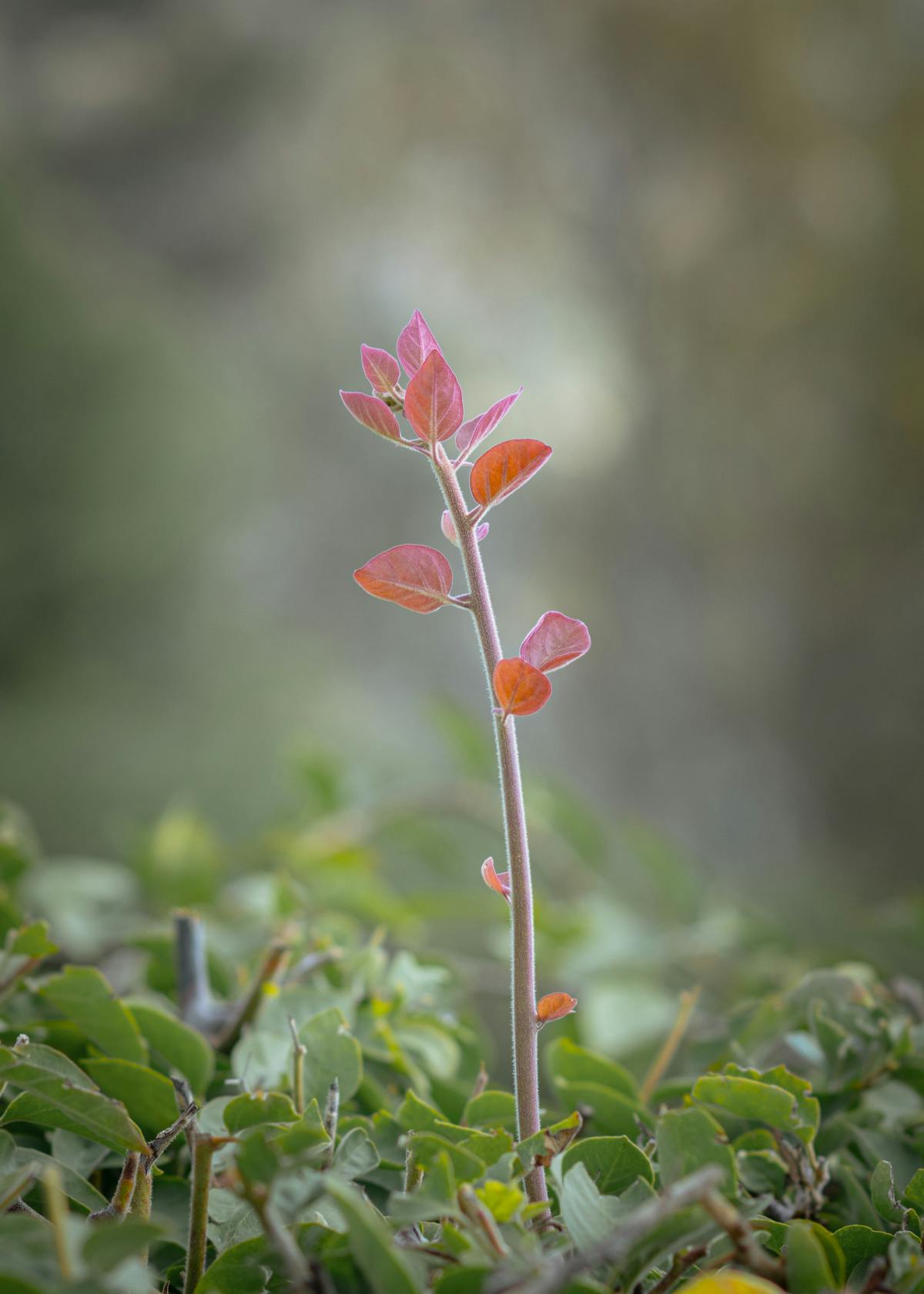 Detailed shot of a young plant with vibrant new leaves in focus representing healthy development