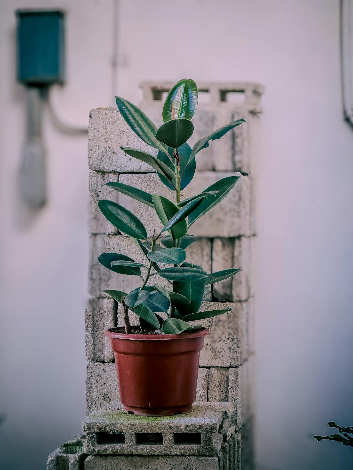 Indoor potted rubber-plant specimen against a brick wall — the type of mature woody Ficus elastica that mid-century interior design popularised and that gave its name to the smaller, unrelated Peperomia obtusifolia