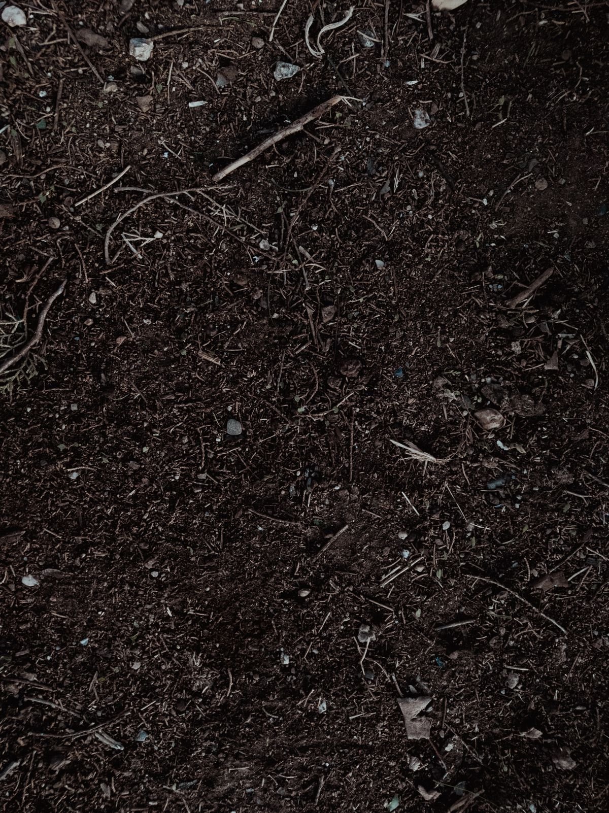 Detailed close-up of fertile dark potting soil