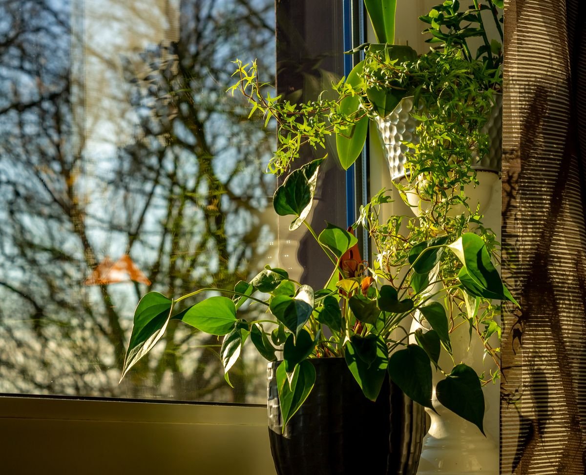 Houseplants in sunlight by a window — recheck lux seasonally as day length and sun angle change