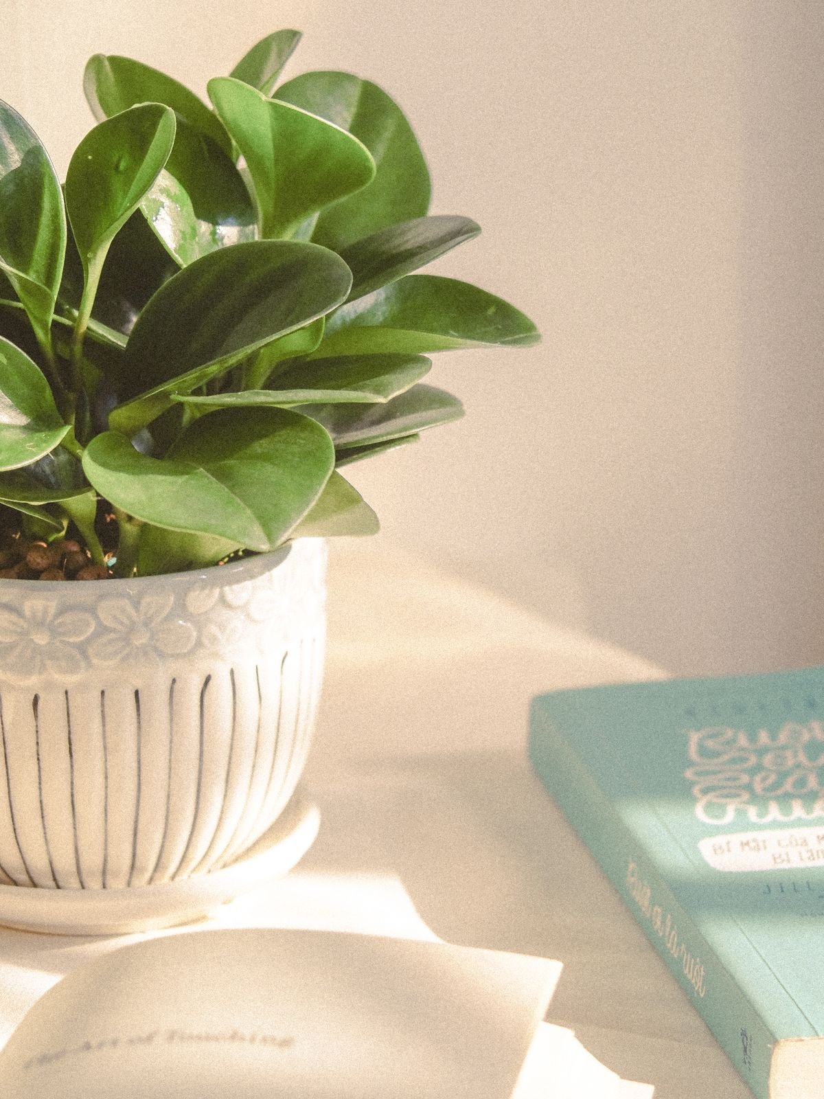 A potted foliage plant on a sunlit desk, representing the herbaceous, non-woody growth habit typical of the Piperaceae family