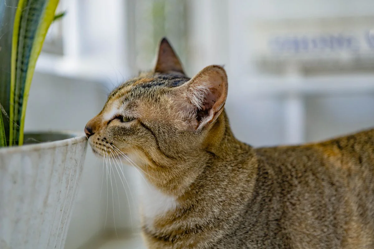 Tabby cat sniffing a potted houseplant indoors