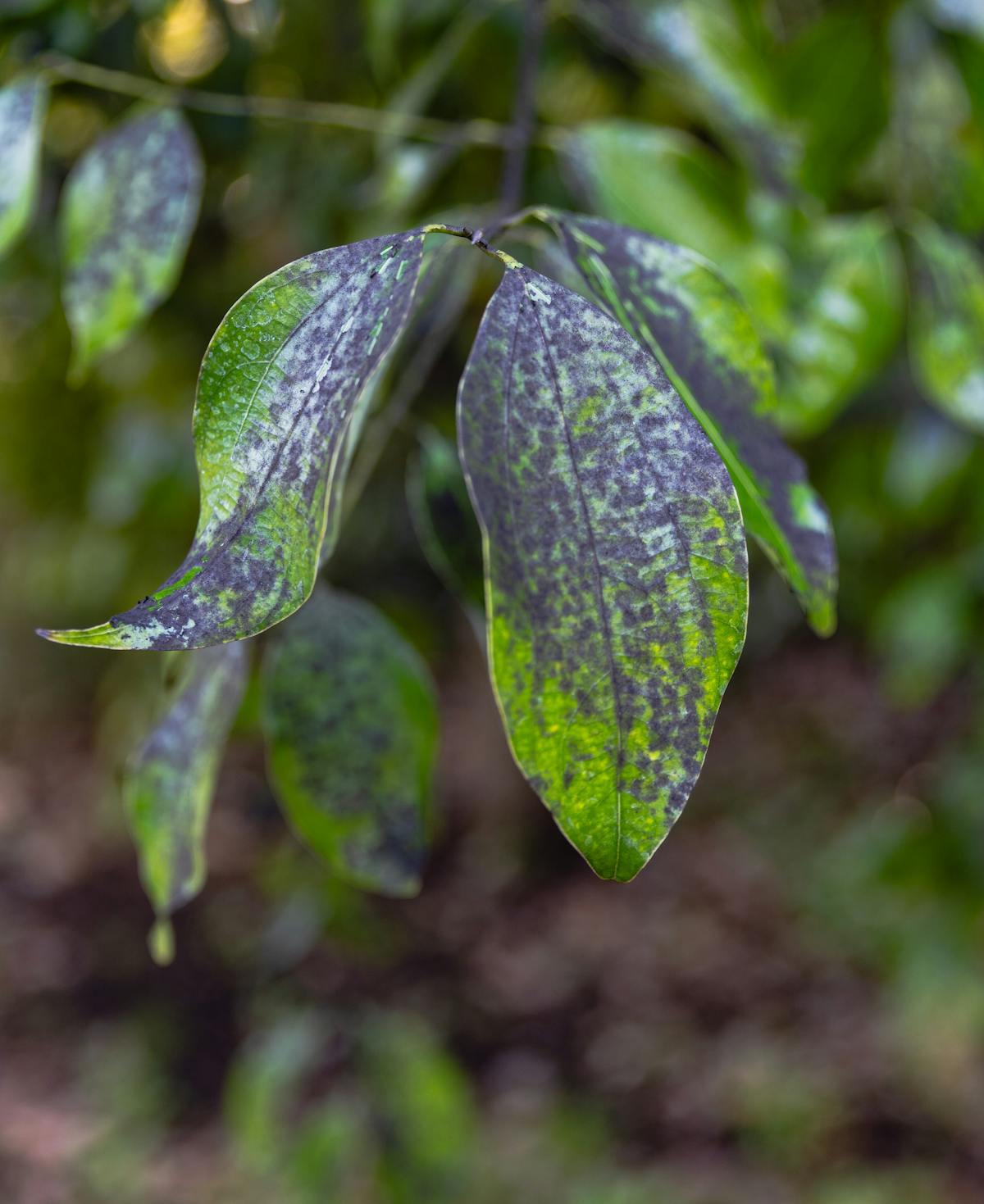 Detailed focus on green leaves with dark spots showcasing nature's patterns