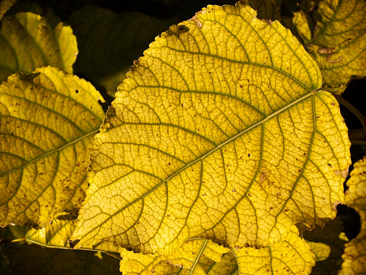 Detailed view of a vibrant yellow leaf showcasing intricate vein patterns and botanical texture