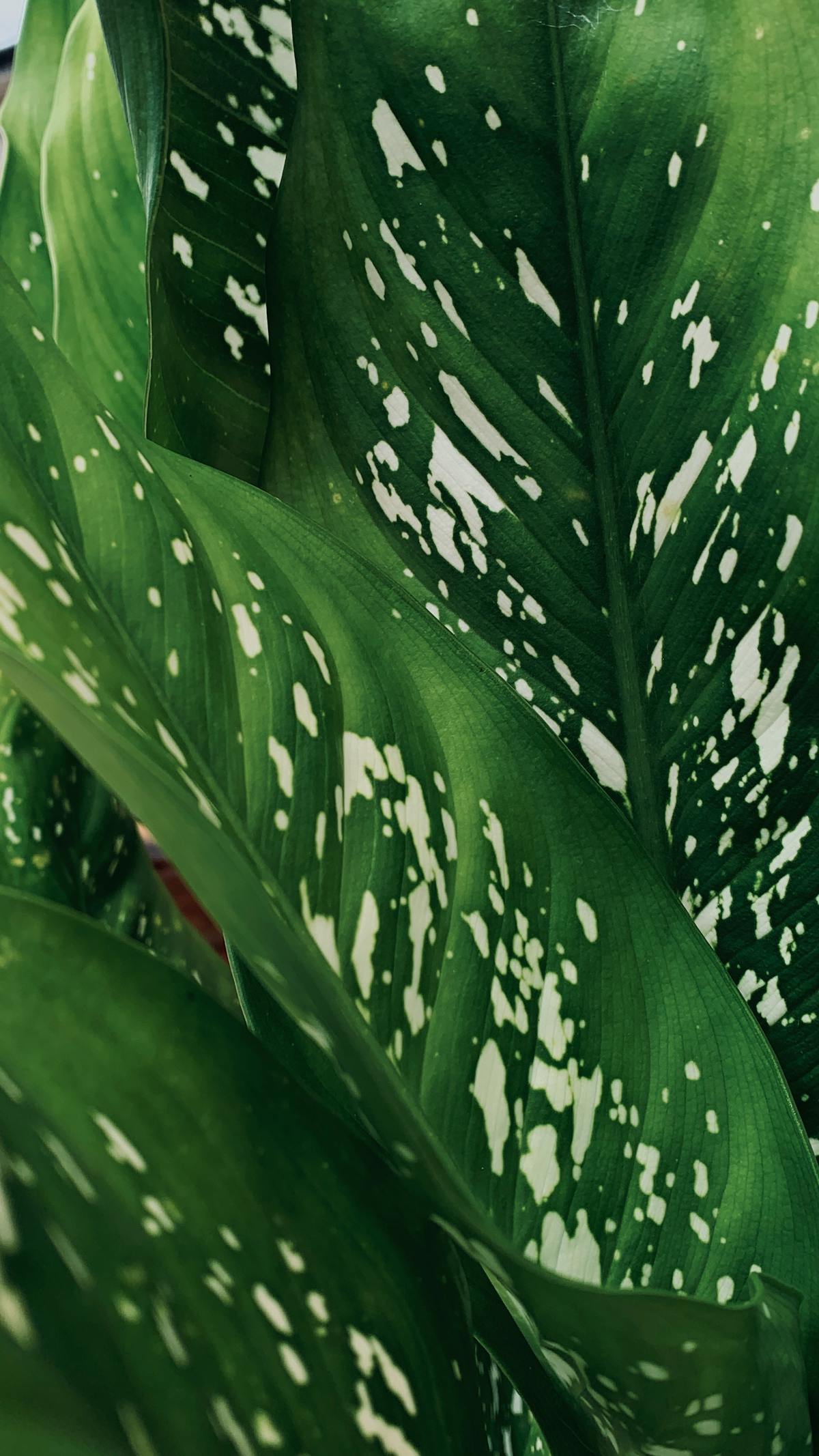 Lush green Dieffenbachia houseplant leaves with white variegation
