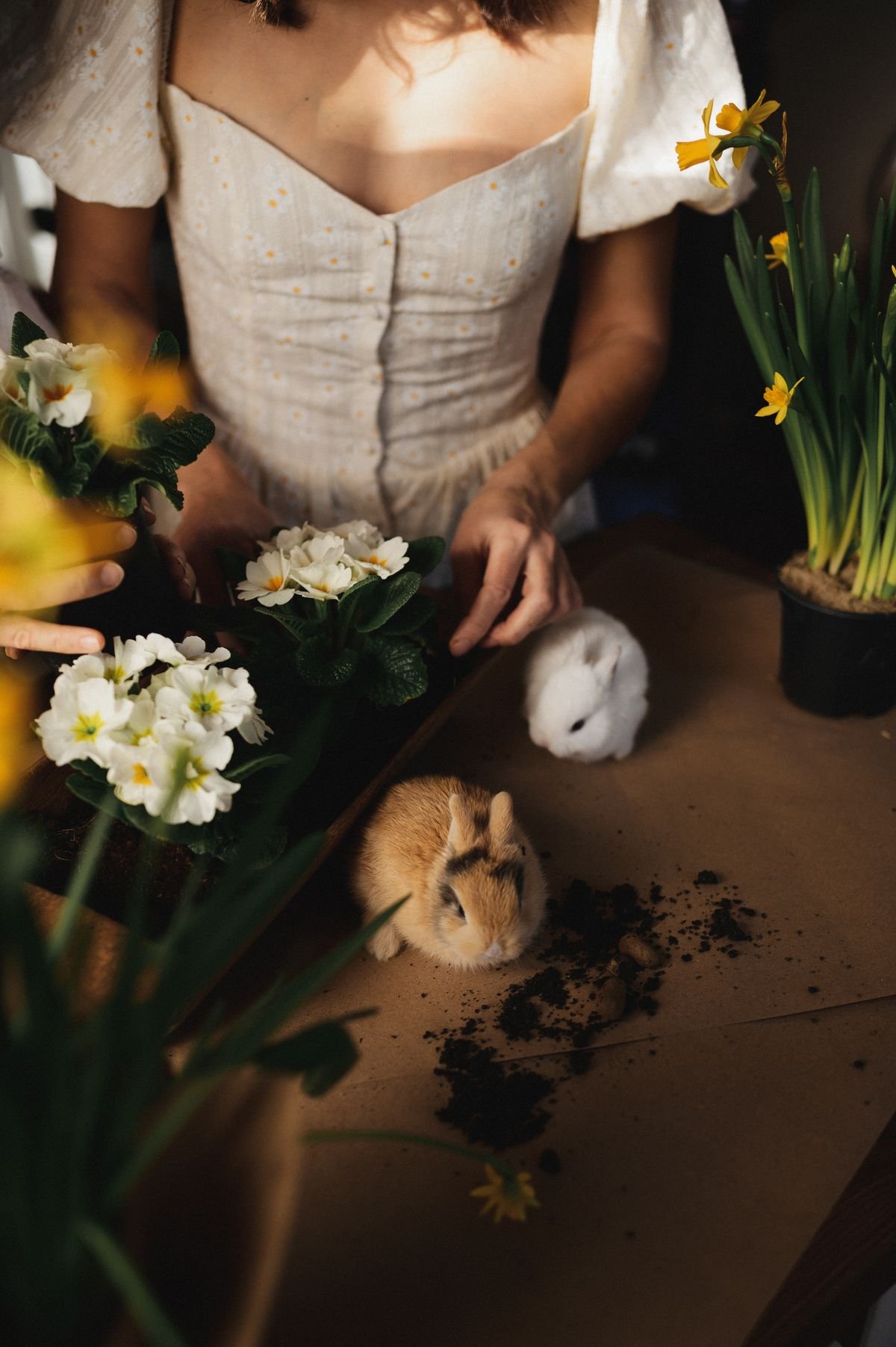 A woman gardening indoors with houseplants and a rabbit nearby, illustrating shared home spaces between pet rabbits and ornamental plants