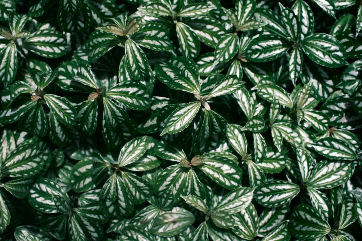 Vibrant green Peperomia leaves close-up