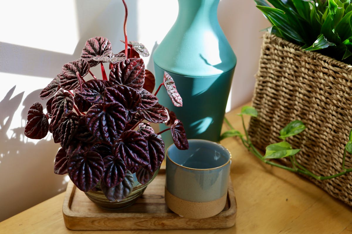Colorful Peperomia plant on a wooden table next to a teal vase and woven basket