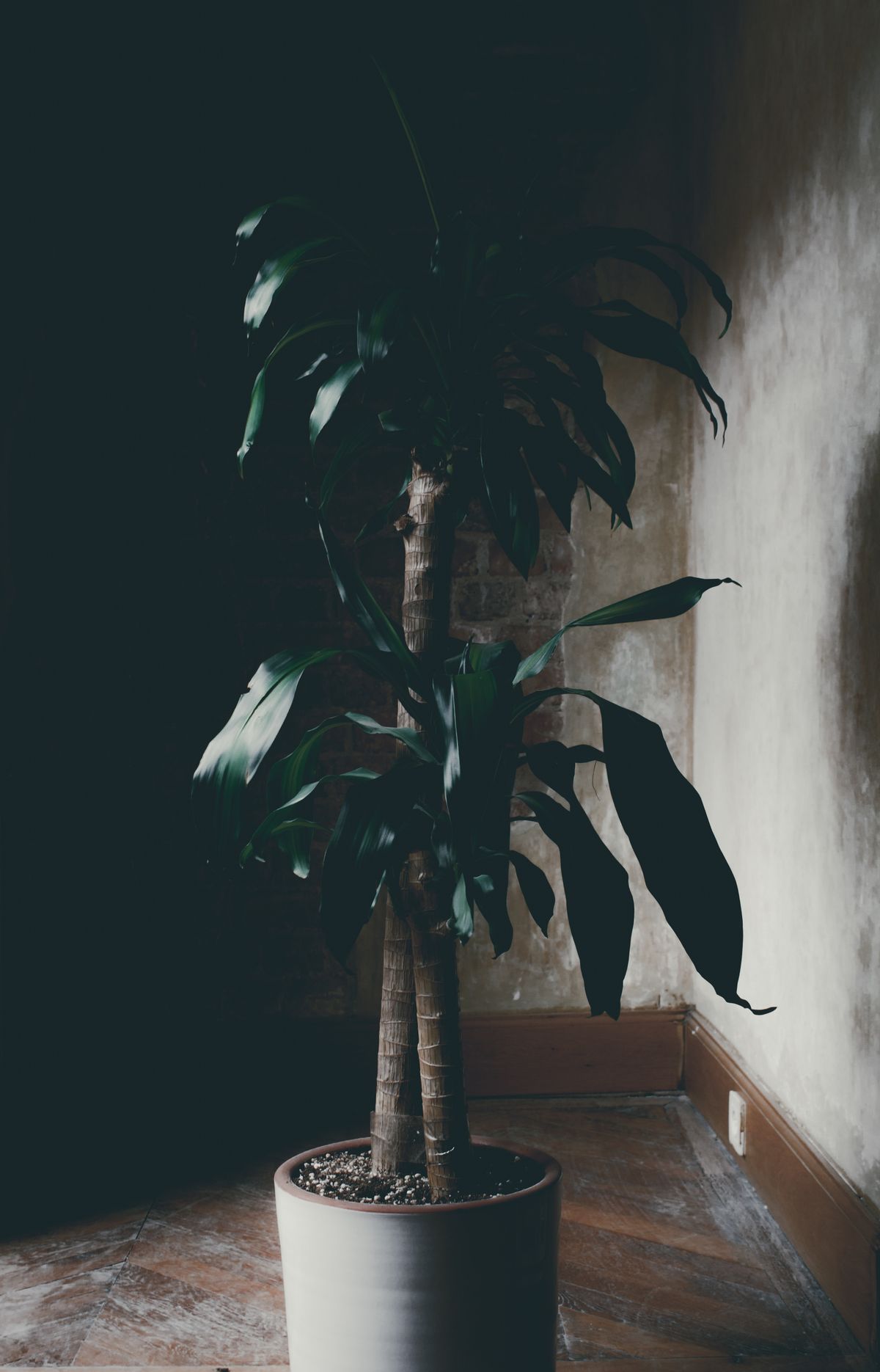 A tall potted plant photographed in a dim corner of a room — the light environment that produces structural downward doming in P. obtusifolia