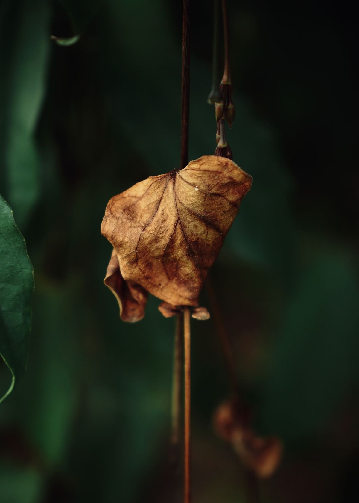 Detailed view of a curled, dried leaf against a dark green background, showing the papery texture typical of drought-driven wrinkling
