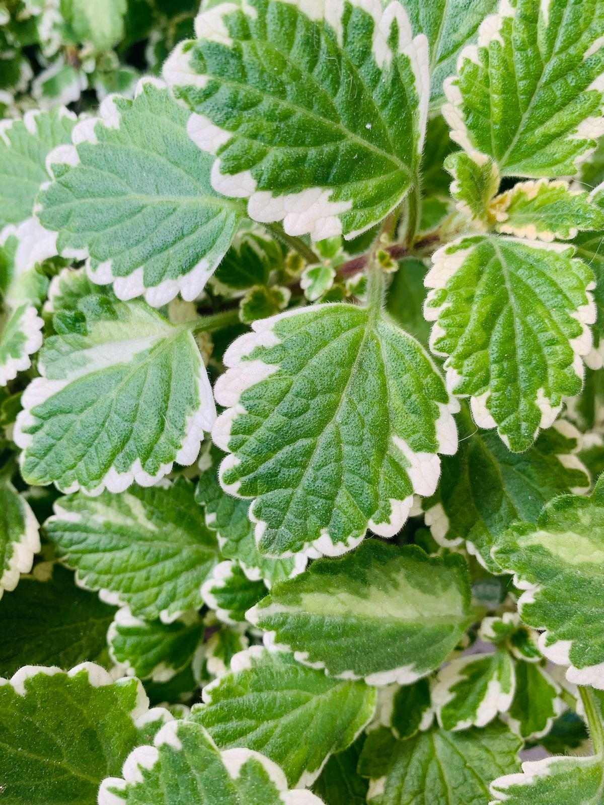 Close-up of vibrant green variegated leaves with white edges in bright sunlight