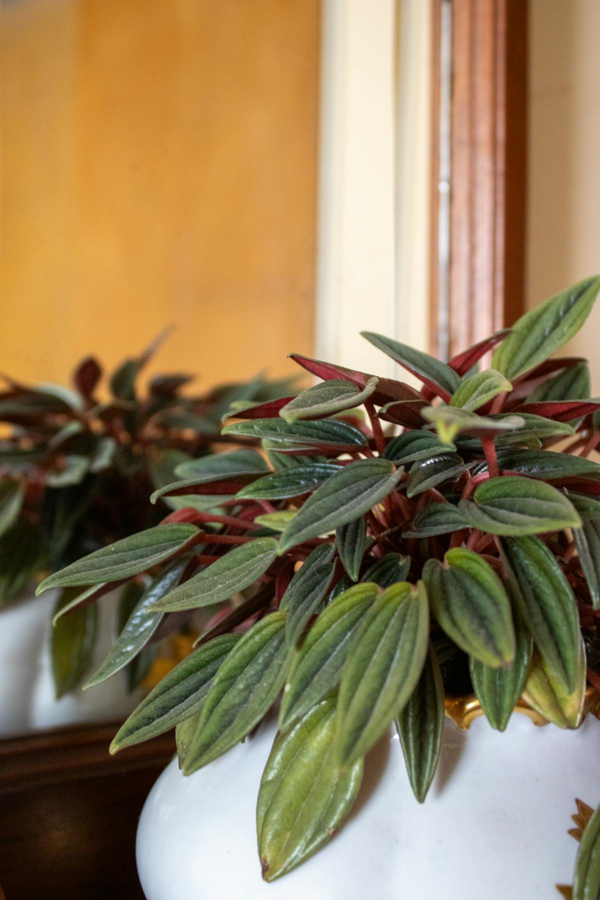 Peperomia obtusifolia displayed in a white ceramic pot, illustrating the indoor environment in which Sciaridae outbreaks typically establish