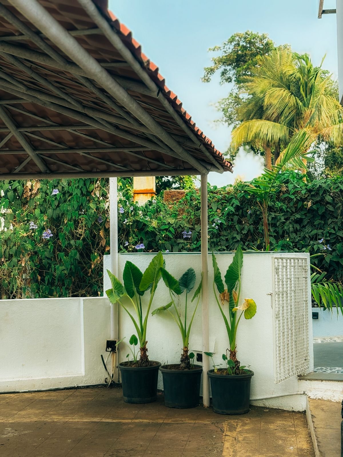 A shaded outdoor patio with potted plants, the filtered-light setting suited to an acclimating Peperomia obtusifolia in summer