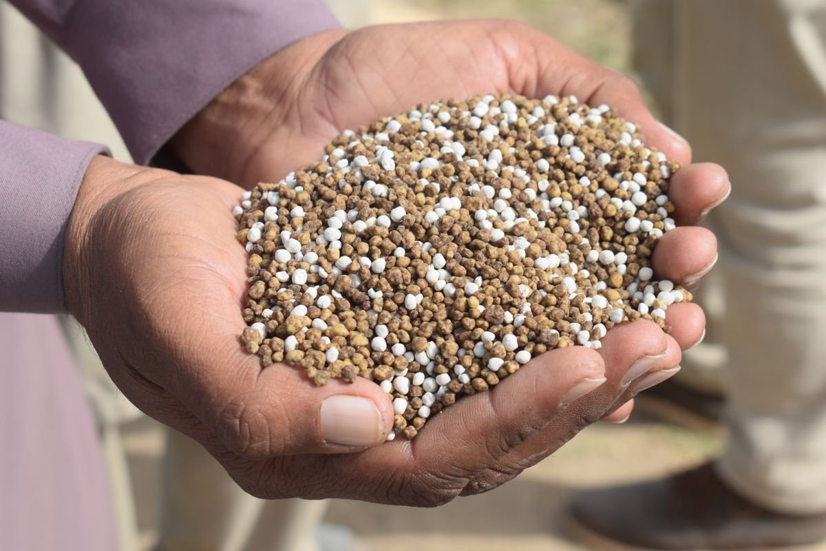 Hands holding granular fertiliser, illustrating the slow-release alternative to liquid feeding