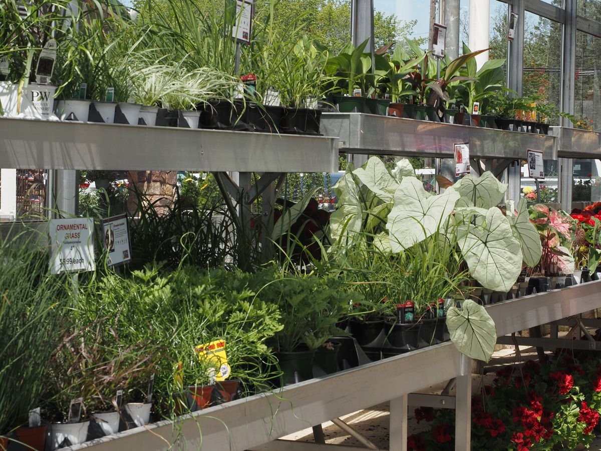 Buying Peperomia Big Box: Home Depot, Lowe’s, IKEA Checklist