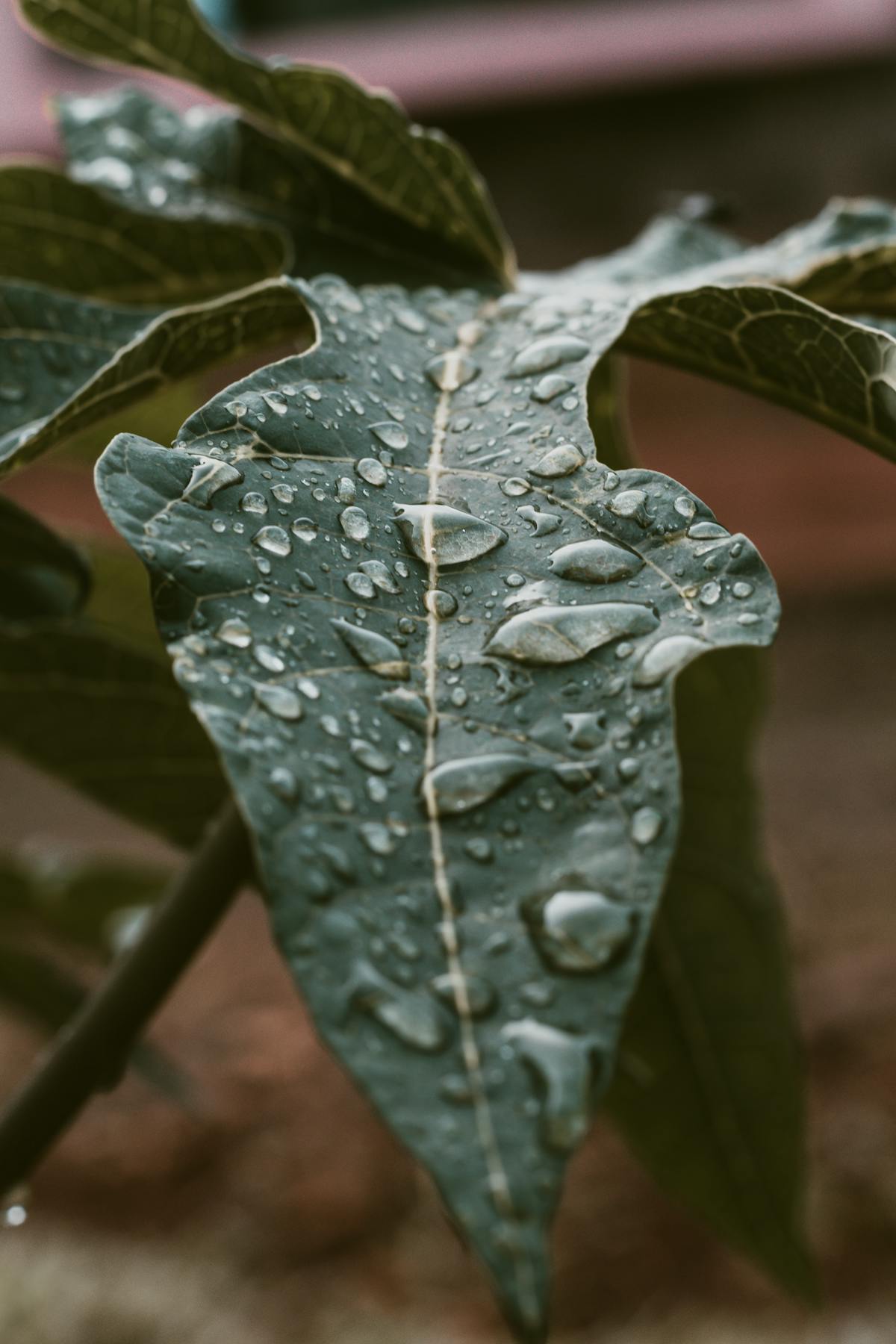 Macro shot of a green leaf with fresh water droplets representing water quality impact