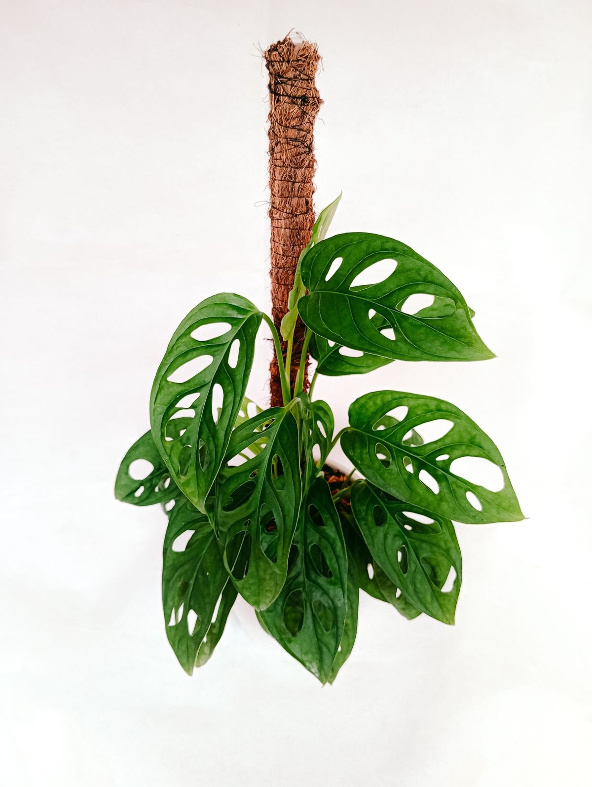 A climbing houseplant supported by a moss pole, showing aerial roots anchoring into the moist surface