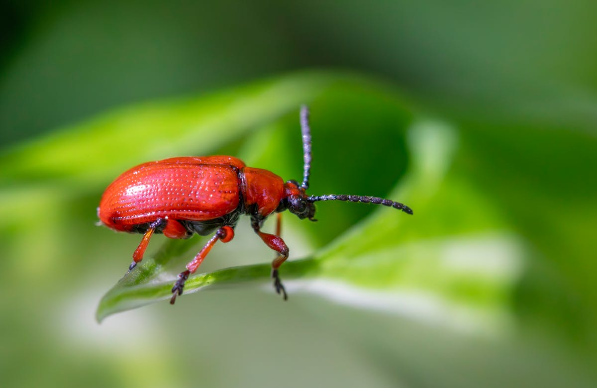 A vibrant red lily beetle on a green leaf representing pest-induced damage