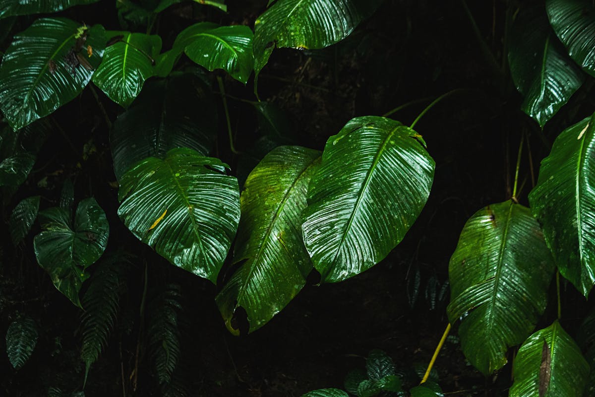 Lush glossy tropical plant leaves in a well-lit environment — illustrating the diffuse bright light Peperomia obtusifolia requires, in contrast to the unfiltered direct sun that causes bleaching