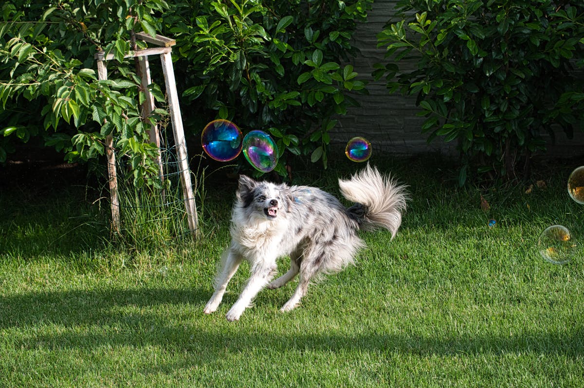 A lively Border Collie joyfully playing with soap bubbles in a lush garden