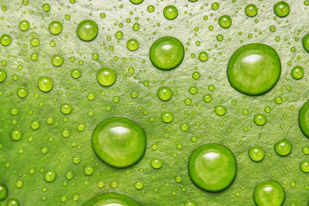 Macro of water droplets on a fresh green leaf — visual analogue of hydrostatic overload before peperomia edema scars form