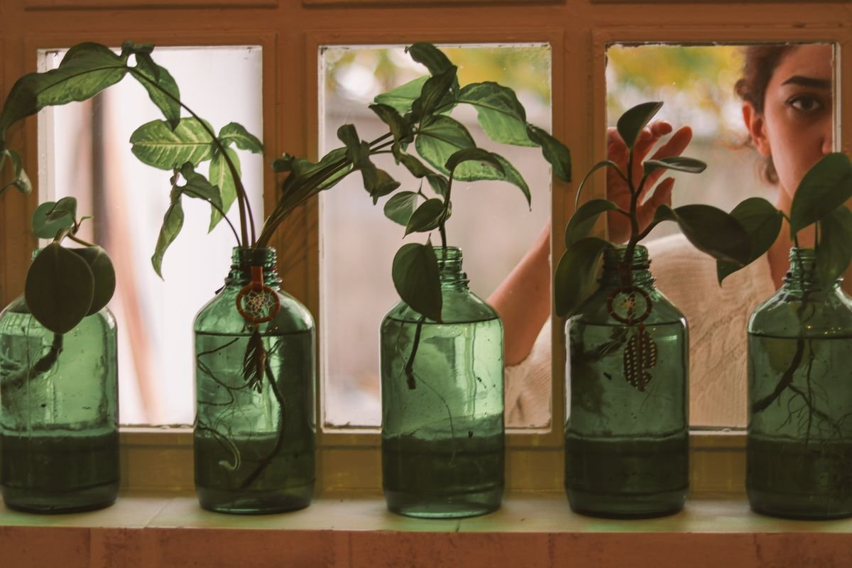 Row of glass bottles with plant cuttings on a windowsill — multiple vine sections rooting together