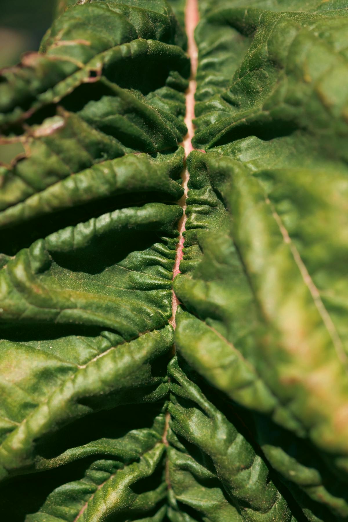 Deformed Leaves: Diagnosing Calcium Deficiency in Peperomia