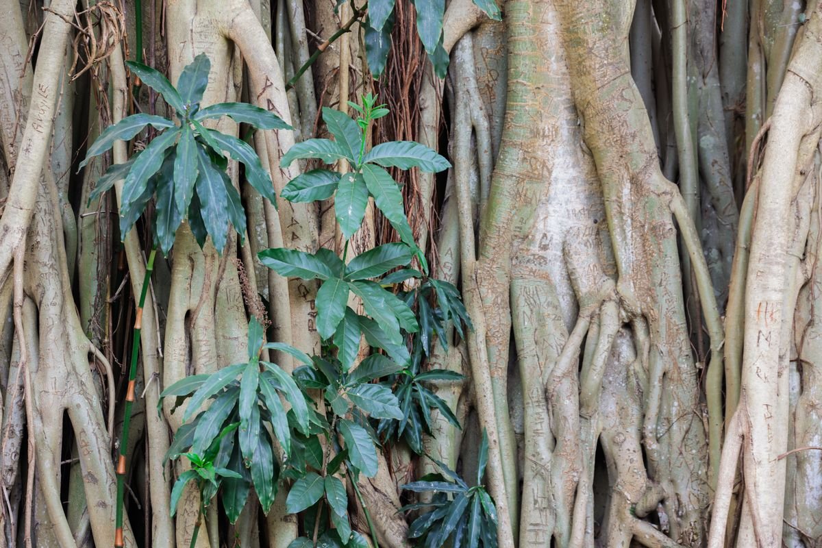 Intertwined tree roots with emerging green leaves — visual analogue for peperomia aerial roots forming at nodes