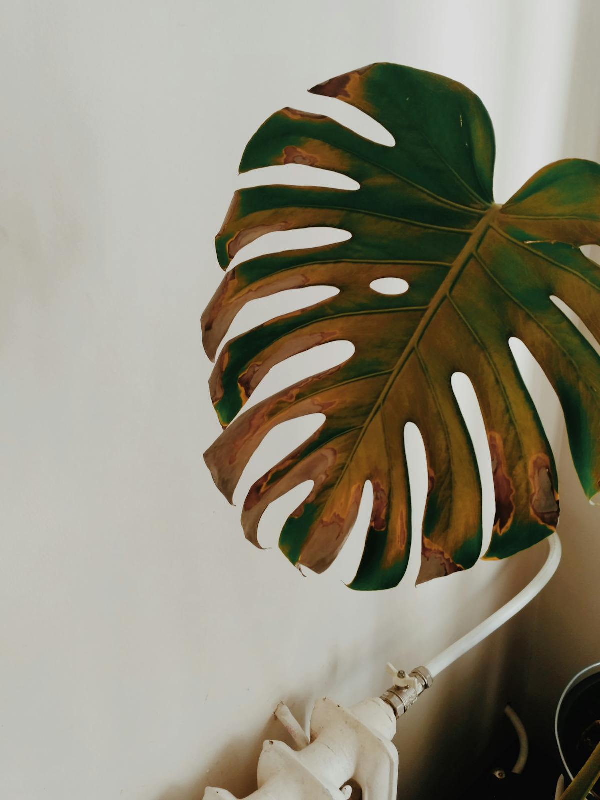 Close-up of a houseplant leaf with dried, crispy brown margins — the visual signature of fertiliser burn in Peperomia obtusifolia