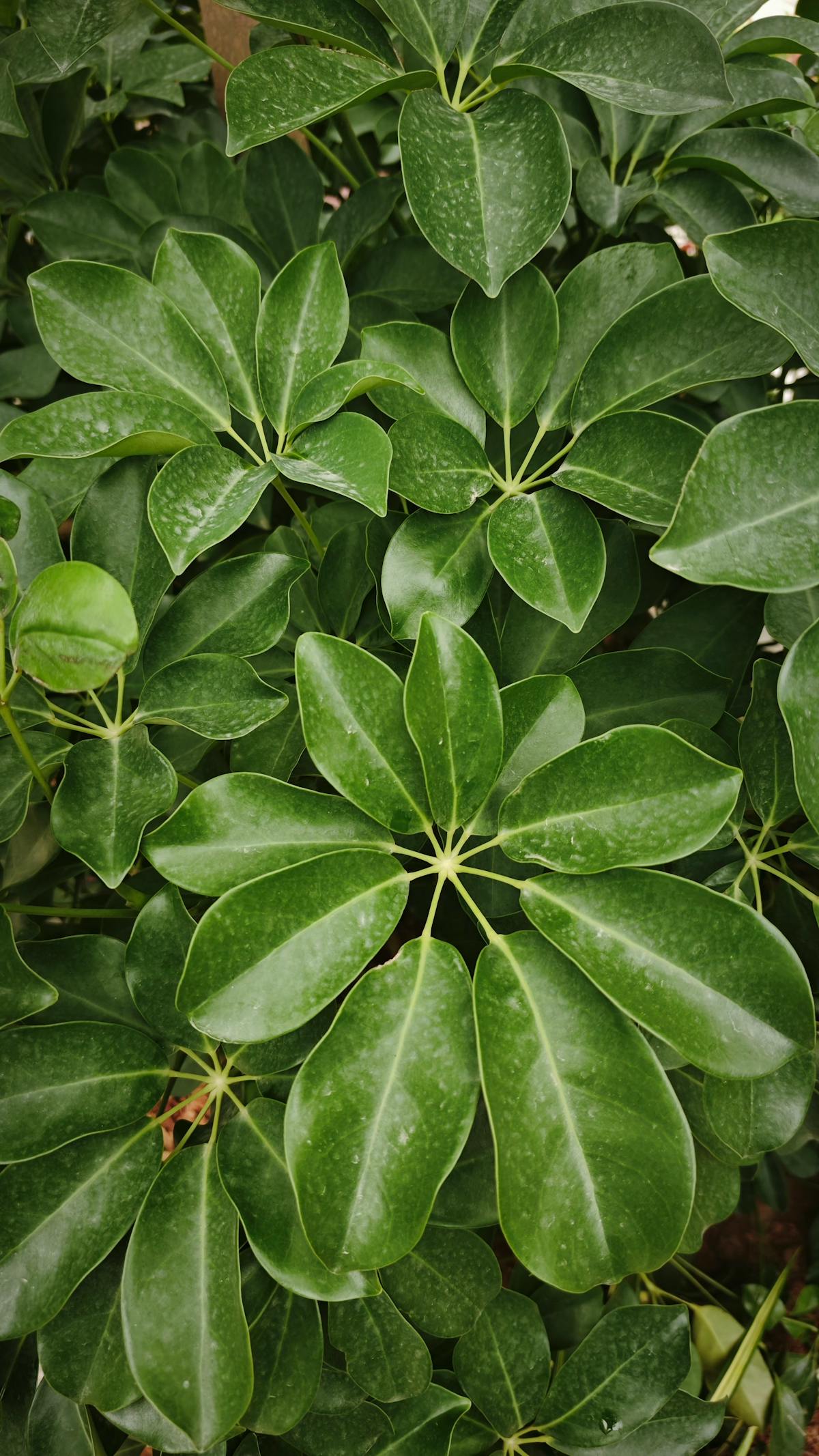 Vibrant tropical plant with lush green umbrella foliage