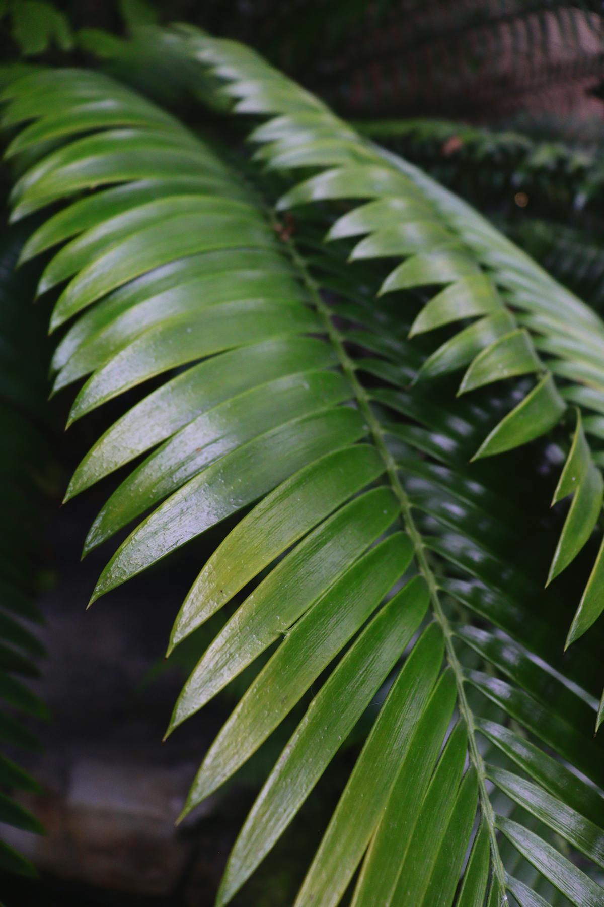 Close-up of glossy green fern leaves in natural sunlight