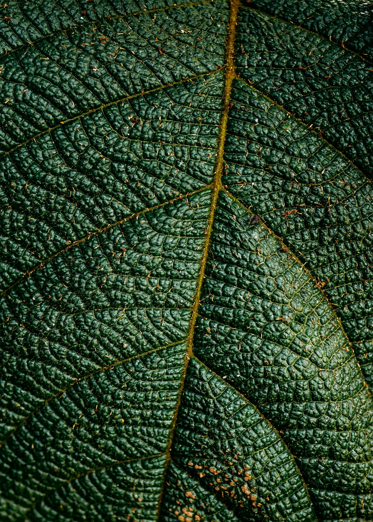 Spider Mites on Peperomia: Identification, Biology & Eradication