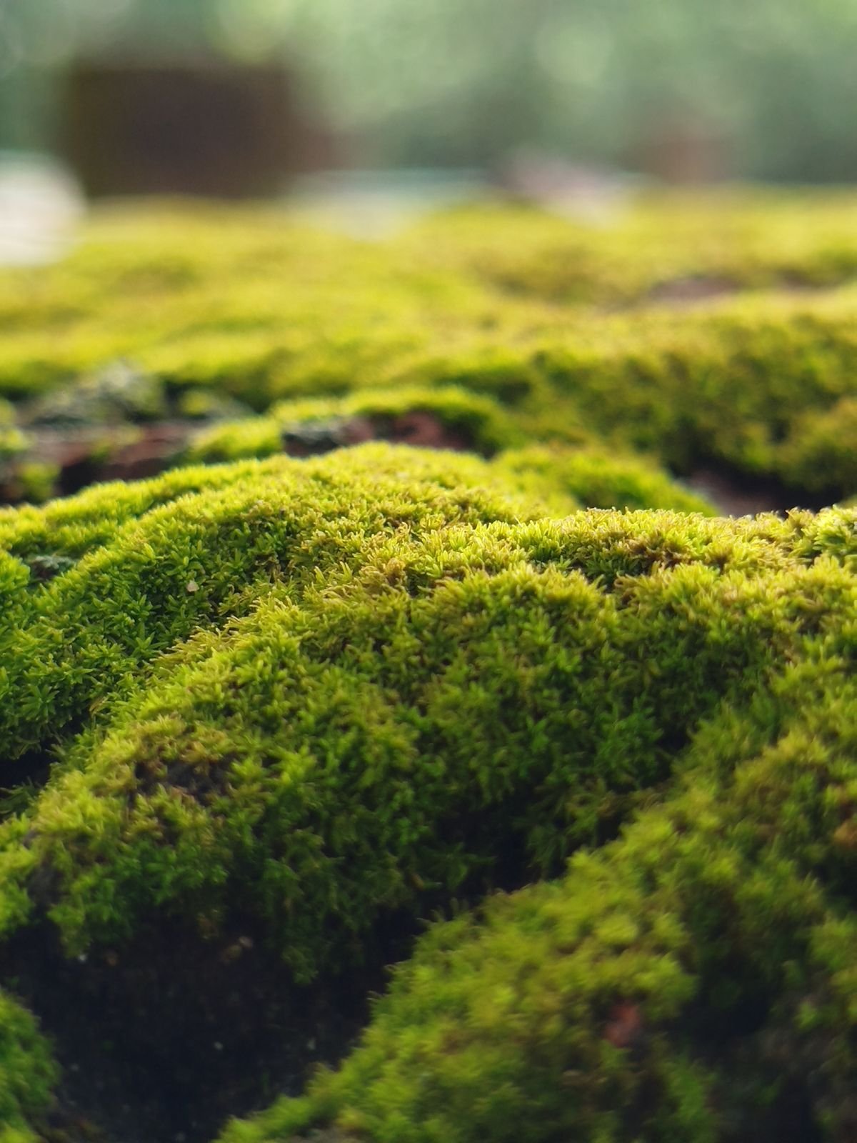 Close-up of vibrant green sphagnum moss showing its natural fibrous texture