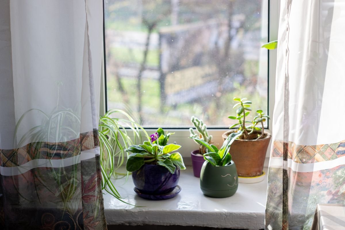 Houseplants on a bright windowsill receiving strong natural light ideal for spring cuttings