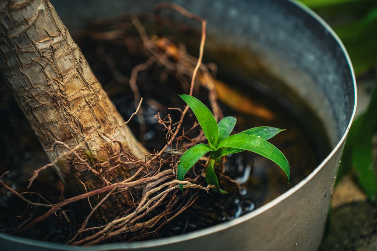Detailed view of a young plant with vibrant green leaves and exposed roots in a small pot, illustrating the root zone served by capillary irrigation