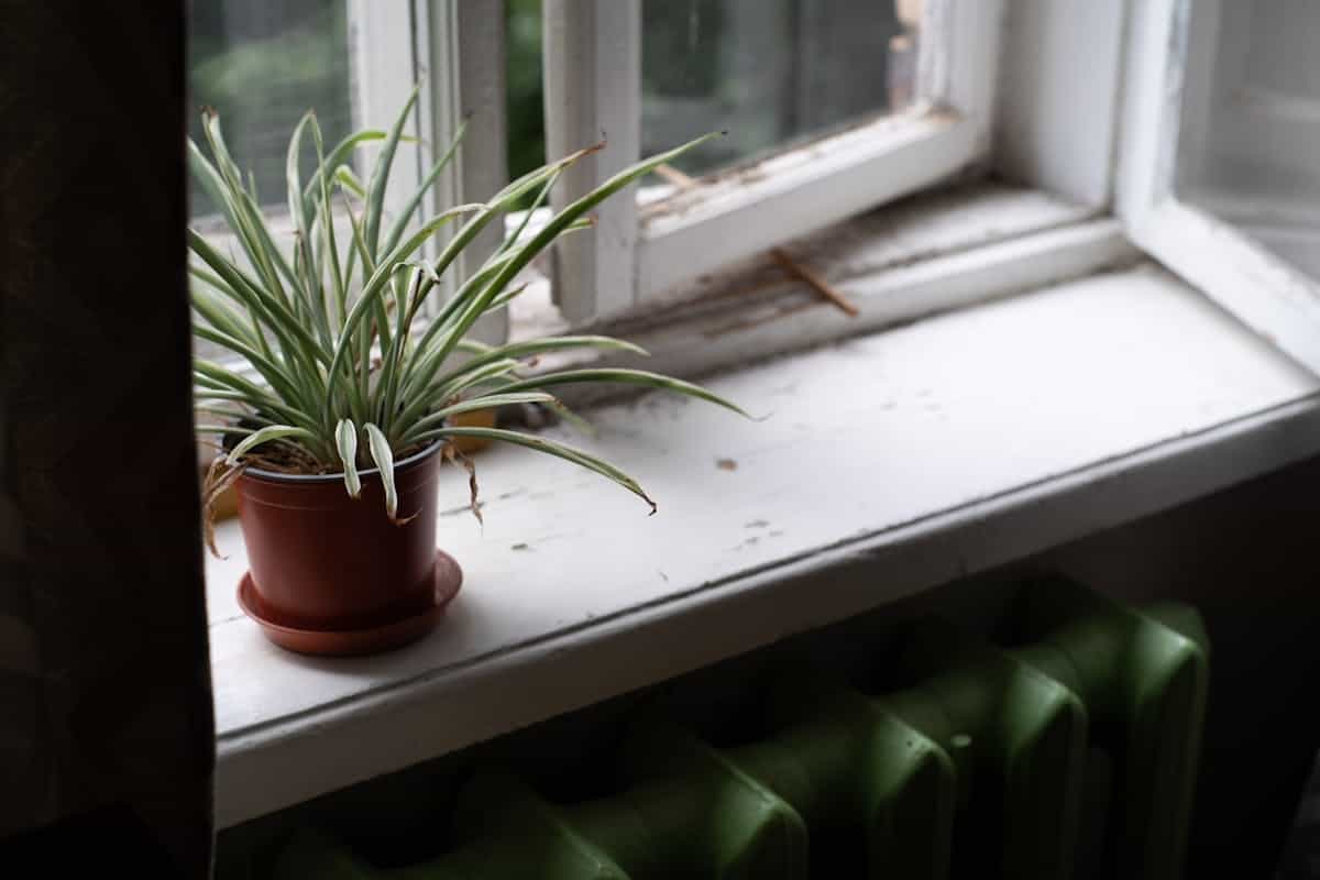 A houseplant on a windowsill next to a cast-iron radiator — the classic configuration for cold-draft and radiant-heat stress