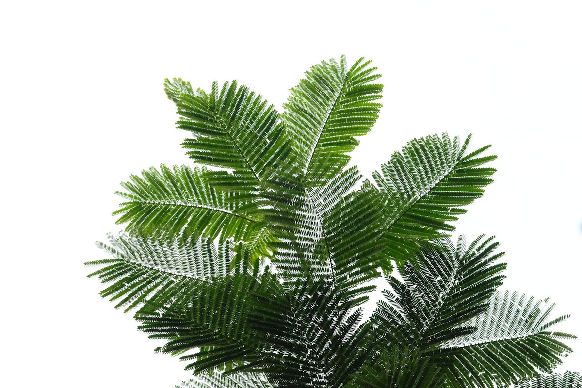 Is Peperomia obtusifolia Edible? Botanical vs. Culinary Safety
