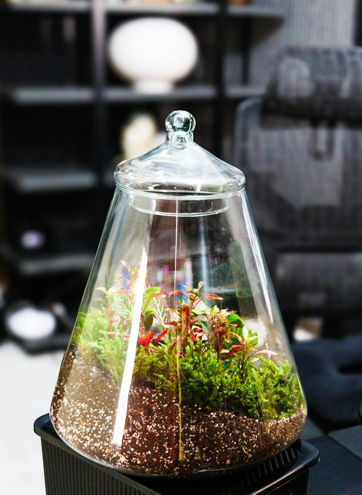 Peperomia in Terrariums: Engineering a Closed Ecosystem